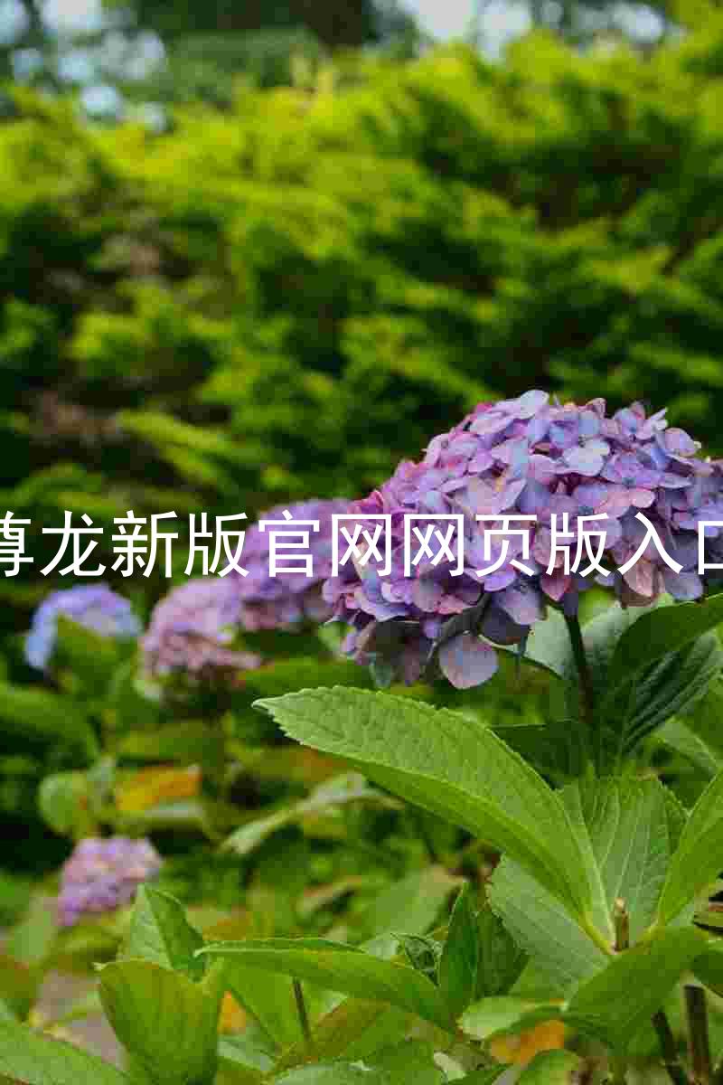 尊龙新版官网网页版入口
